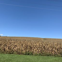 There is a corn field abutting the campground There is a corn field abutting the campground