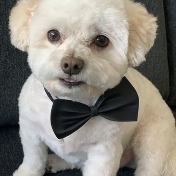 Pooch Pawlor Spa - @cubbythetoymaltipoo - Pet Groomers Near Me - Glendale, California Pooch Pawlor Spa - @cubbythetoymaltipoo - Pet Groomers Near Me - Glendale, California