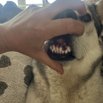 Montrose Veterinary Clinic - Tooth that didn't need to be removed on opposite side of mouth - Veterinarians Near Me - Houston, Texas Montrose Veterinary Clinic - Tooth that didn't need to be removed on opposite side of mouth - Veterinarians Near Me - Houston, Texas