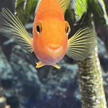 Jumbo Palace - Goldfish - Asian Fusion Near Me - Hillsborough Township, New Jersey