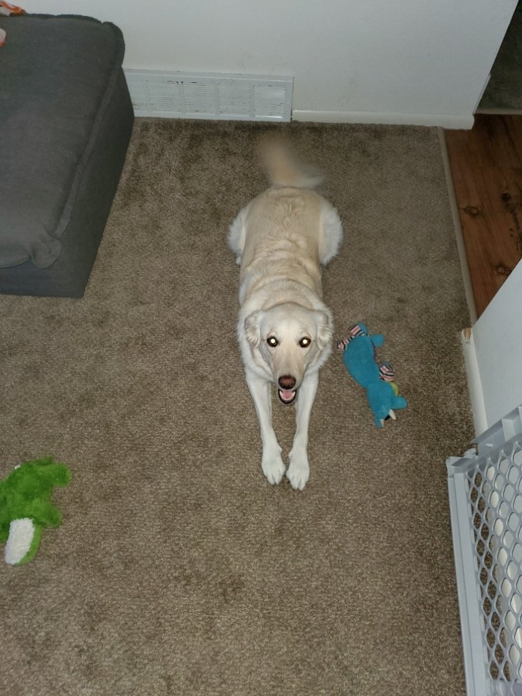 The Four Foots Unlimited - pet boarding facility in Cleveland, OH