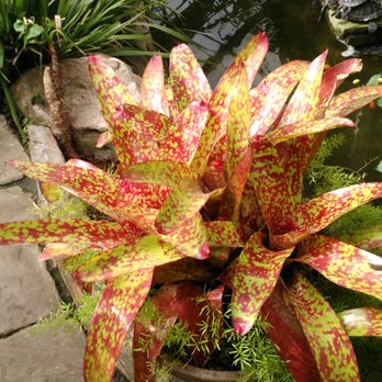Allan Gardens - Beautuful bromeliad - Parks Near Me - Toronto, Ontario