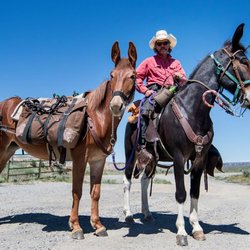 4 Bears Bed & Breakfast - Playing with the mules