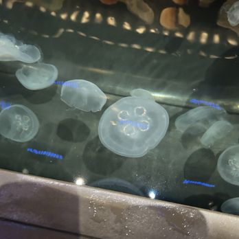 National Aquarium - Jelly fish - Aquariums Near Me - Baltimore, Maryland National Aquarium - Jelly fish - Aquariums Near Me - Baltimore, Maryland