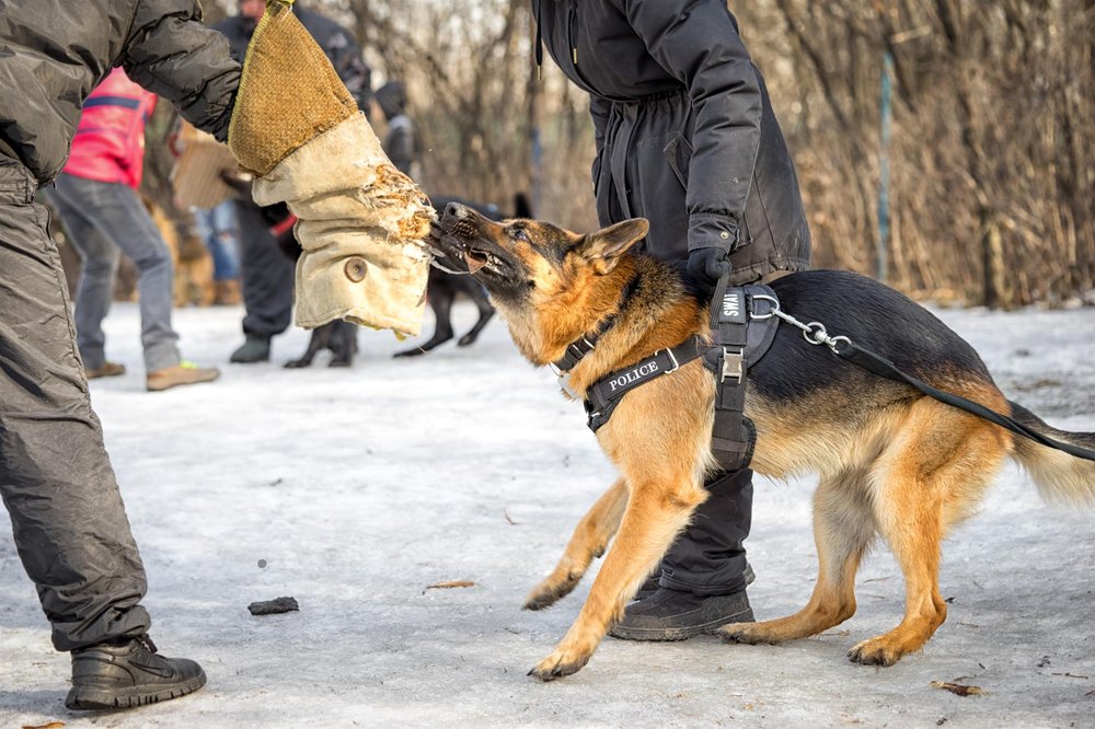 TRADEMARK BOARDING KENNELS Updated September 2024 7501 Old