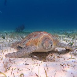 Chac-Choc Tours & Rentals - Turtle!