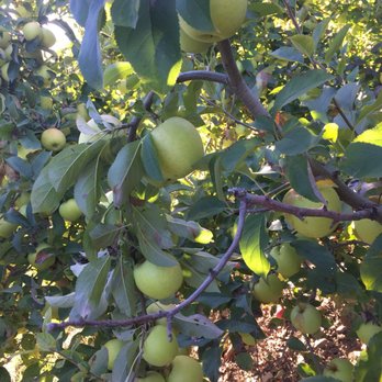 Lyman Orchards - Fruits & Veggies Near Me - Middlefield, Connecticut