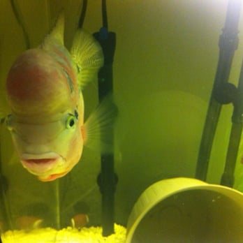 Total Fish & Pets - "Buddy" my pet flowerhorn - Pet Stores Near Me - Alhambra, California Total Fish & Pets - "Buddy" my pet flowerhorn - Pet Stores Near Me - Alhambra, California