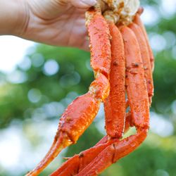 Shaking Crab - Fall River