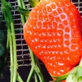 相葉苺園 10 Photos Fruits Veggies 成東町湯坂344 山武市 千葉県 Japan Phone Number