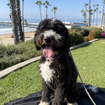 Buddies - Hank on Buddies field trip - Dog Walkers Near Me Buddies - Hank on Buddies field trip - Dog Walkers Near Me