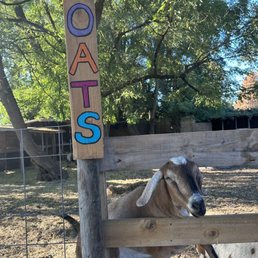 Goats beautiful goats