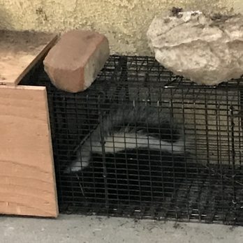 Lowells Wildlife Removal - My home is now wildlife free Thanks for the AWESOME job Lowell did. - Wildlife Control Near Me