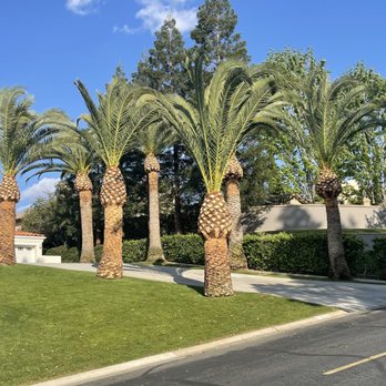 Henriquez Tree Service - After - Tree Services Near Me - Bakersfield, California Henriquez Tree Service - After - Tree Services Near Me - Bakersfield, California