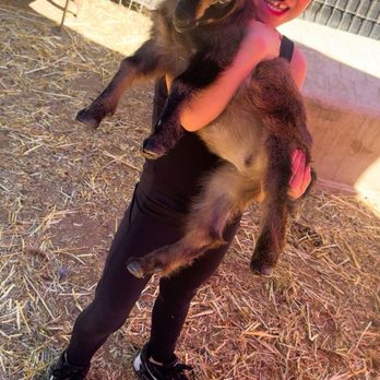 SoCalMiniPigs - Daisy loves - Pet Breeders Near Me - Valley Center, California