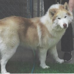 Hansenhaus kennels - one our furry friends that we rescued and kept safe until the owner was located.
