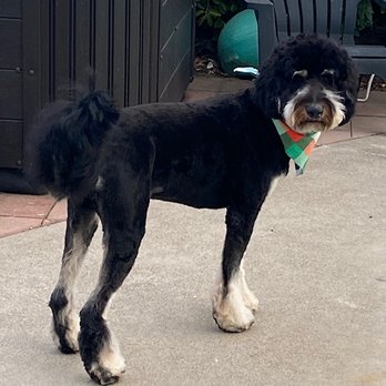 Oasis Pet Spa & Grooming - Doodle after :( - Pet Groomers Near Me - Fullerton, California