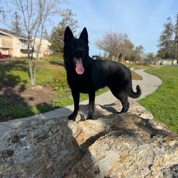 Butterworth Dog Training - Pet Training Near Me