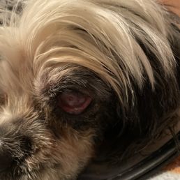 Lola with an Ulcer in her left eye Lola with an Ulcer in her left eye