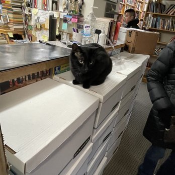 Twice Sold Tales - Inside, another cat by the register - Used Bookstore Near Me - Seattle, Washington Twice Sold Tales - Inside, another cat by the register - Used Bookstore Near Me - Seattle, Washington