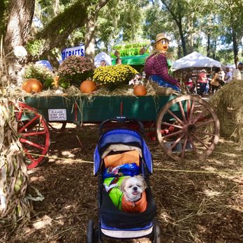 Hunsader Farms - Mocha Coconut loves it here every year. And there's actually a nice breeze! - Farms Near Me - Bradenton, Florida