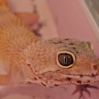 Autumn's Exotic Animals - Specialty Schools Near Me - Springfield, Illinois
