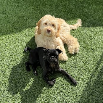 Paws at Play - Pet Boarding Near Me - Orange, California Paws at Play - Pet Boarding Near Me - Orange, California