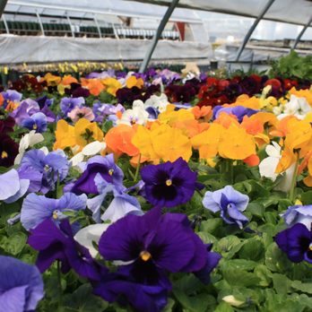 Zema's Nursery - Stunning selection of fresh, fragrant and beautiful Pansies! - Nurseries & Gardening Near Me - Stephentown, New York Zema's Nursery - Stunning selection of fresh, fragrant and beautiful Pansies! - Nurseries & Gardening Near Me - Stephentown, New York