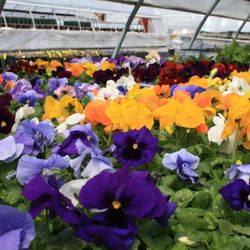 Zema's Nursery - Stunning selection of fresh, fragrant and beautiful Pansies!