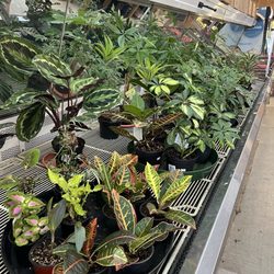 Bay Market - Nice houseplants