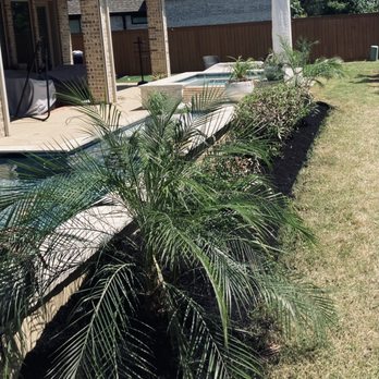 Solid Foundation Landscaping - New Palms and #Mulch Installed #landscaping #planting #treeremoval - Lawn Services Near Me Solid Foundation Landscaping - New Palms and #Mulch Installed #landscaping #planting #treeremoval - Lawn Services Near Me