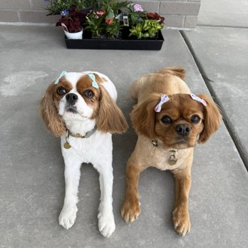 Sydnee's Pet Grooming - These divas are ready for spring! - Pet Groomers Near Me - Murray, Utah
