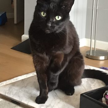 Catbuddy Sitters - Pet Sitting Near Me Catbuddy Sitters - Pet Sitting Near Me