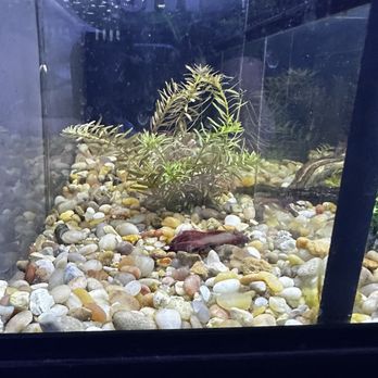 Polly's Pet Shop - A red beta dead on bottom of tank. - Pet Stores Near Me - Universal City, Texas