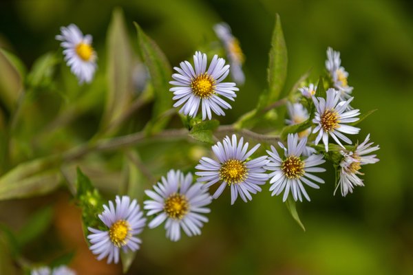 University of California Botanical Garden by null