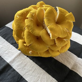 SLV Apothecary - Yellow Oyster Mushrooms - Herbal Shops Near Me - Alamosa, Colorado SLV Apothecary - Yellow Oyster Mushrooms - Herbal Shops Near Me - Alamosa, Colorado