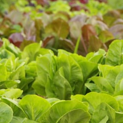 Honey Brook Farms