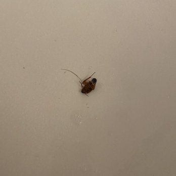 GPK Associates - The units have roaches and mgmt sprayed one shot of raid down the shower drain to fix the issue, didn't work - Apartments Near Me - Los Angeles, California GPK Associates - The units have roaches and mgmt sprayed one shot of raid down the shower drain to fix the issue, didn't work - Apartments Near Me - Los Angeles, California