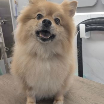 Rooney Groom - Before - Pet Groomers Near Me - San Diego, California Rooney Groom - Before - Pet Groomers Near Me - San Diego, California
