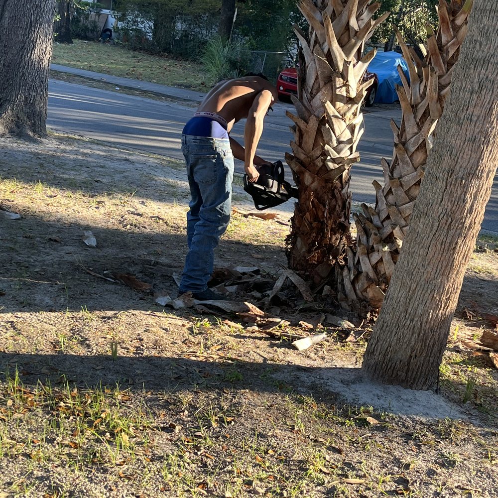 Newtons Tree Removal - Tree Services Near Me - Gainesville, Florida Newtons Tree Removal - Tree Services Near Me - Gainesville, Florida