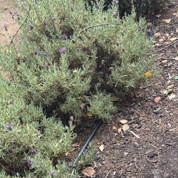 Bridge City Backflow & Irrigation - My lavender is dying - Irrigation Near Me - Portland, Oregon Bridge City Backflow & Irrigation - My lavender is dying - Irrigation Near Me - Portland, Oregon