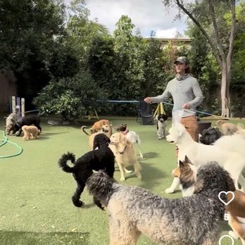 Adventure Dog LA - This is William during one of his dog care sessions. - Dog Walkers Near Me - Pasadena, California Adventure Dog LA - This is William during one of his dog care sessions. - Dog Walkers Near Me - Pasadena, California