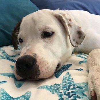 Specialty Dog Training - Buddy. - Pet Training Near Me - Oceanside, California