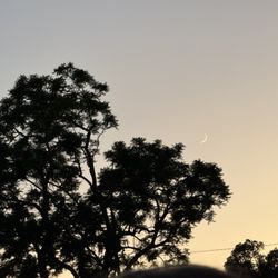 Peppertree Park - New moon
