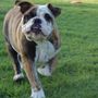 Blue Ridge Pet Sitters