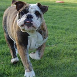 Blue Ridge Pet Sitters - Dog sitting - fetch in the back yard!