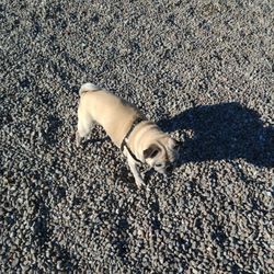 Parc Leroux - Irie's actually exploring today, despite the painful lil rocks everywhere