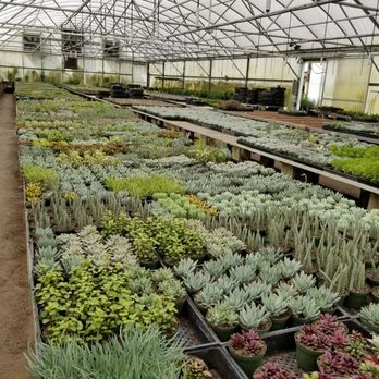 Florida Cactus - Nurseries & Gardening Near Me - Apopka, Florida