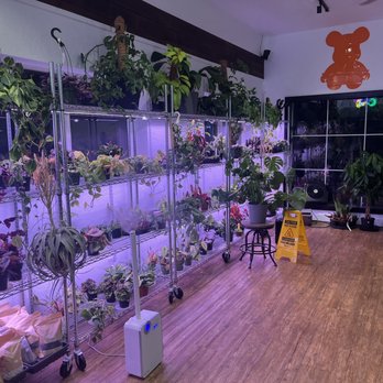 Kakigori Dessert Cafe - Plant shop - Desserts Near Me - Kirkland, Washington