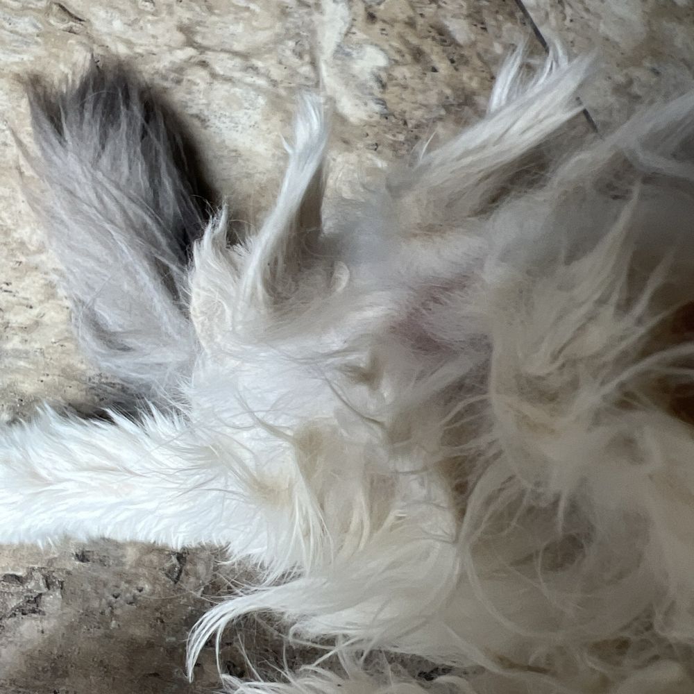Pet Beloved - Poor girl - Pet Groomers Near Me - San Diego, California Pet Beloved - Poor girl - Pet Groomers Near Me - San Diego, California
